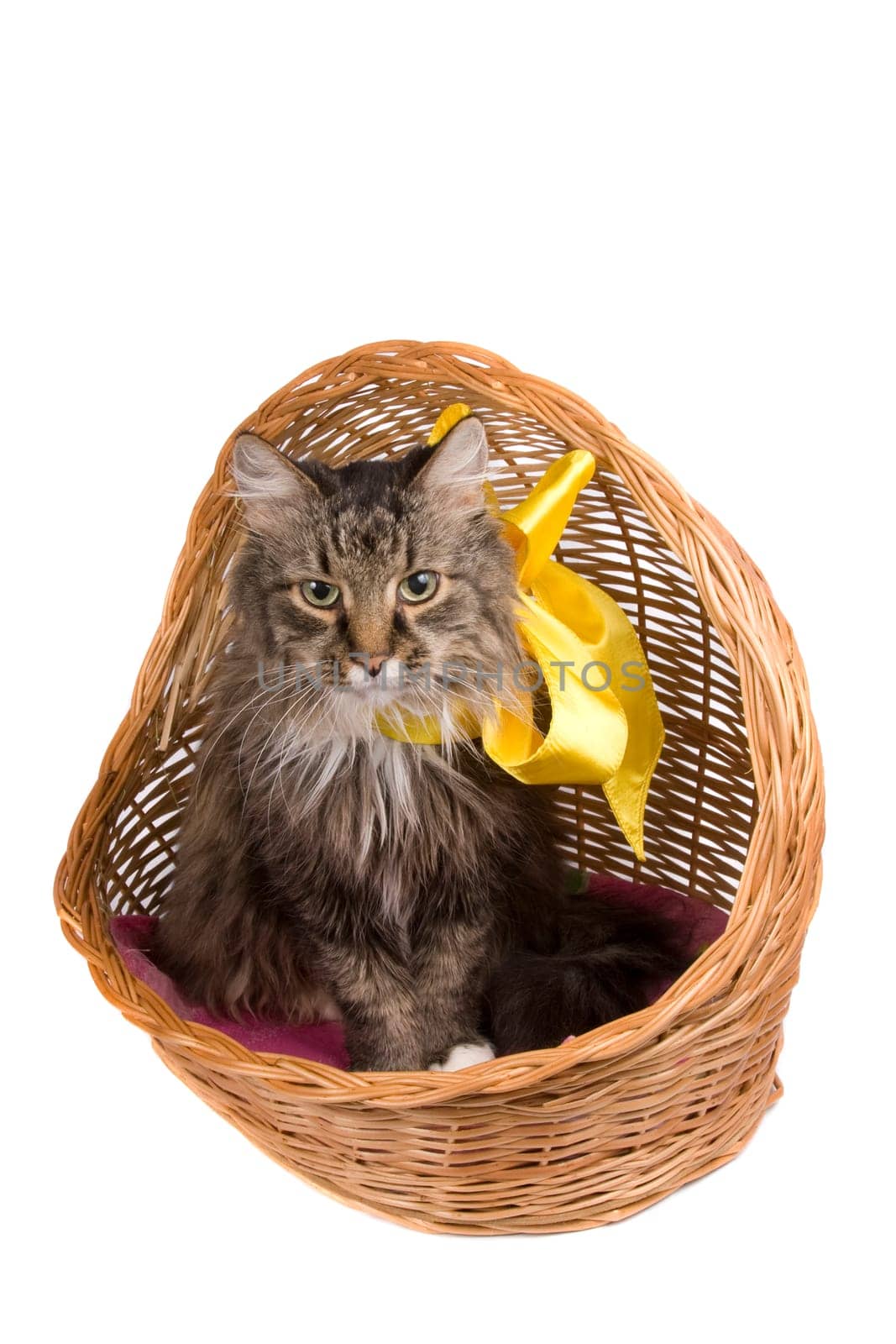 The cat is sitting in wicker basket. Isolated on a white background.