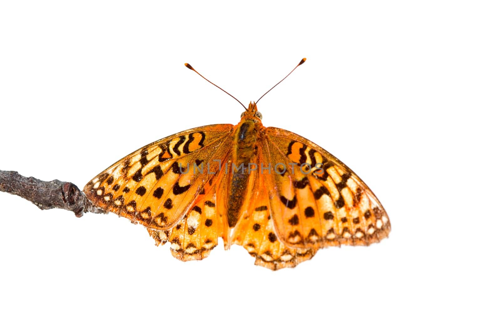 Fritiallry Butterfly, genus Speyeria, on a twig isolated on white
