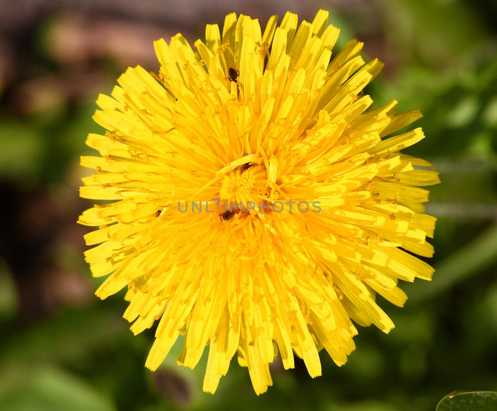 Dandelion - spring is here