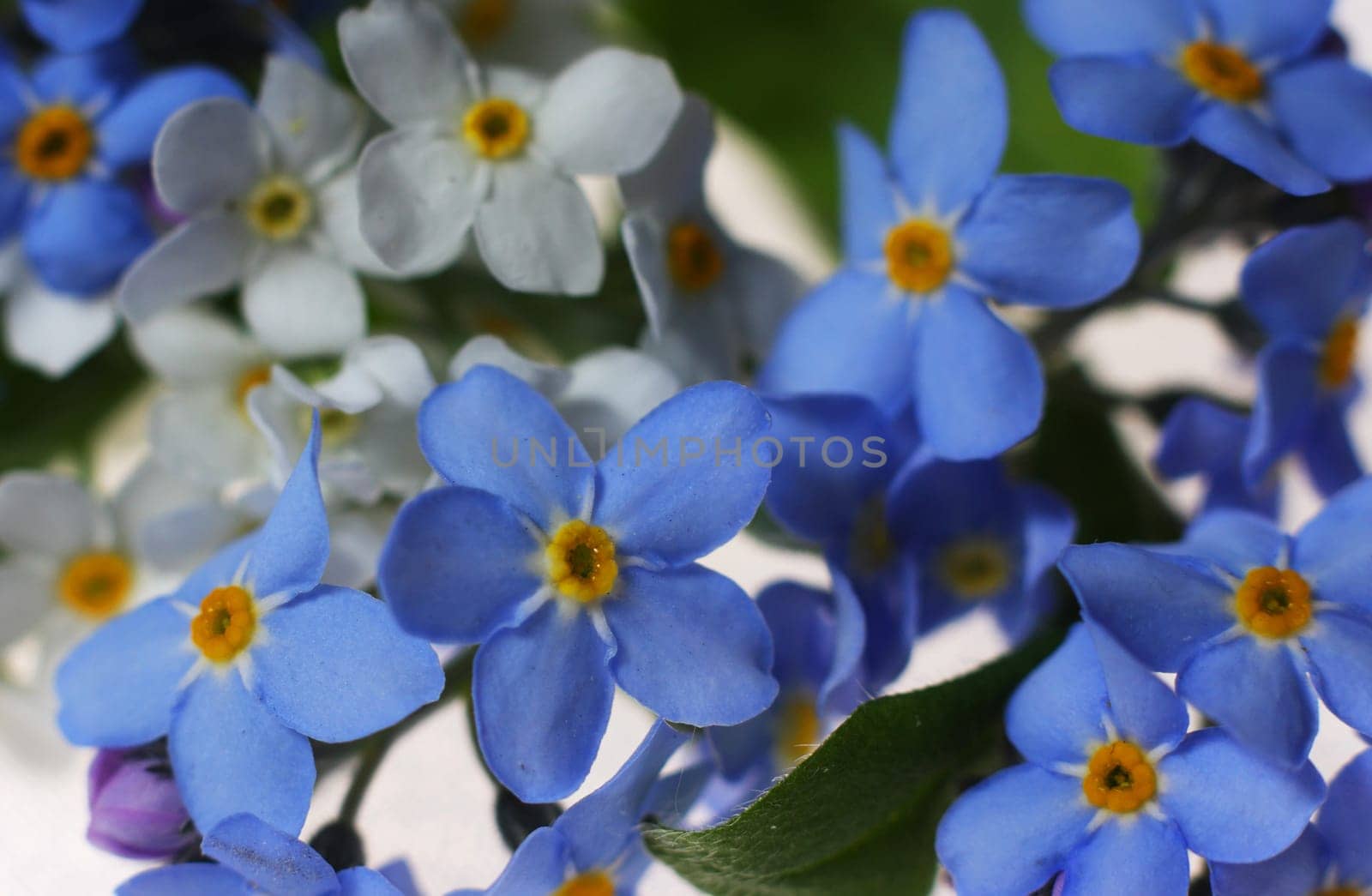 Forget me not