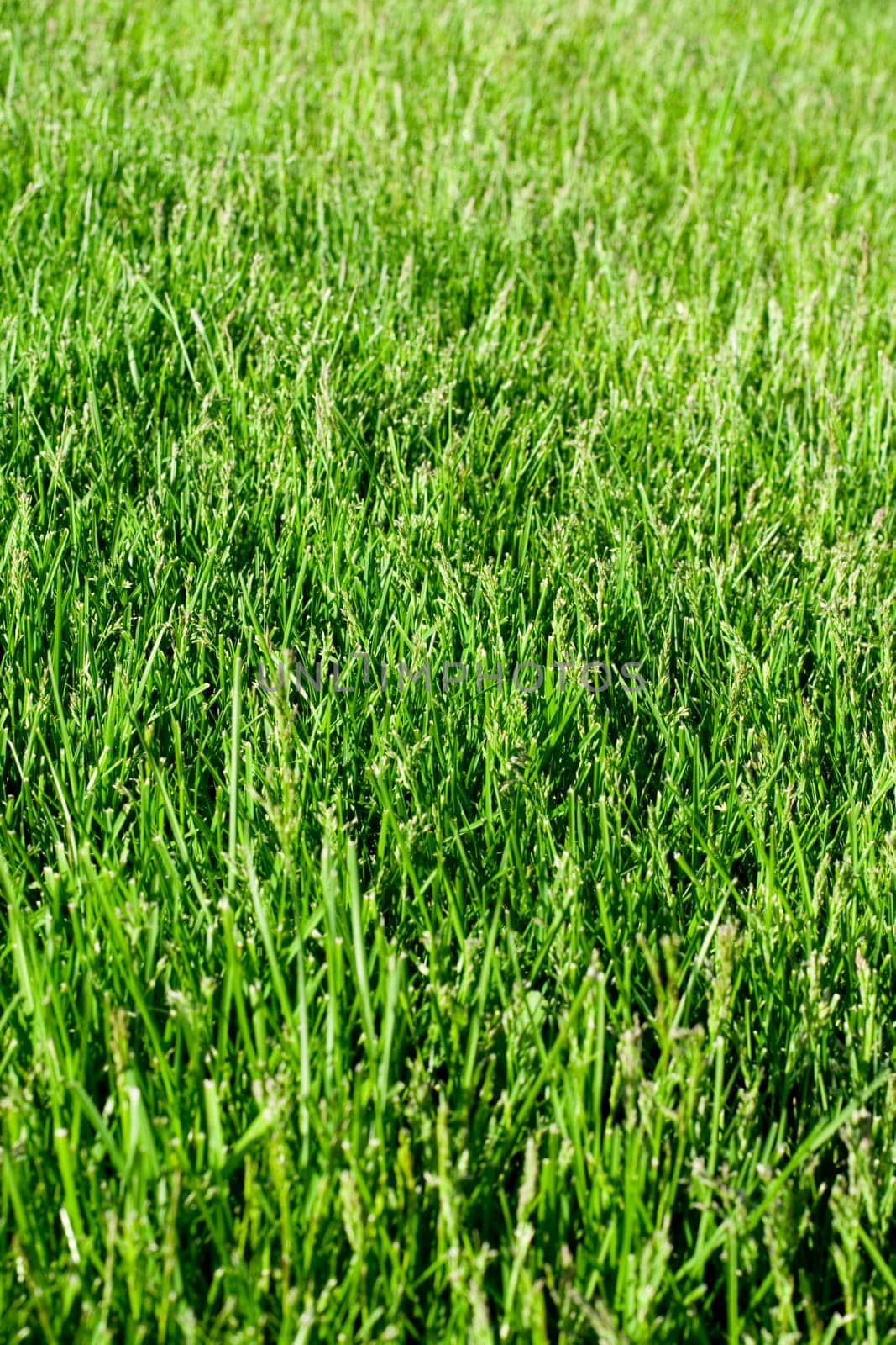 green grass background
