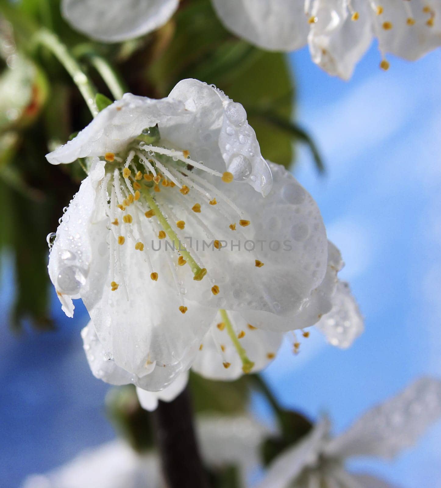 Cherry Blossom