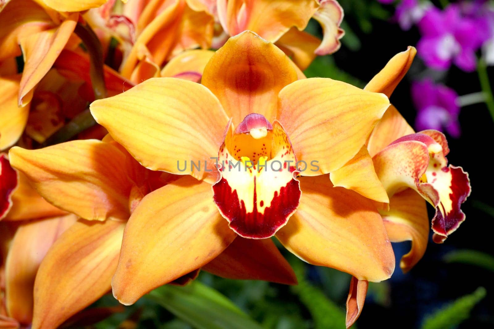 An Orchard Show in a botanical garden USA