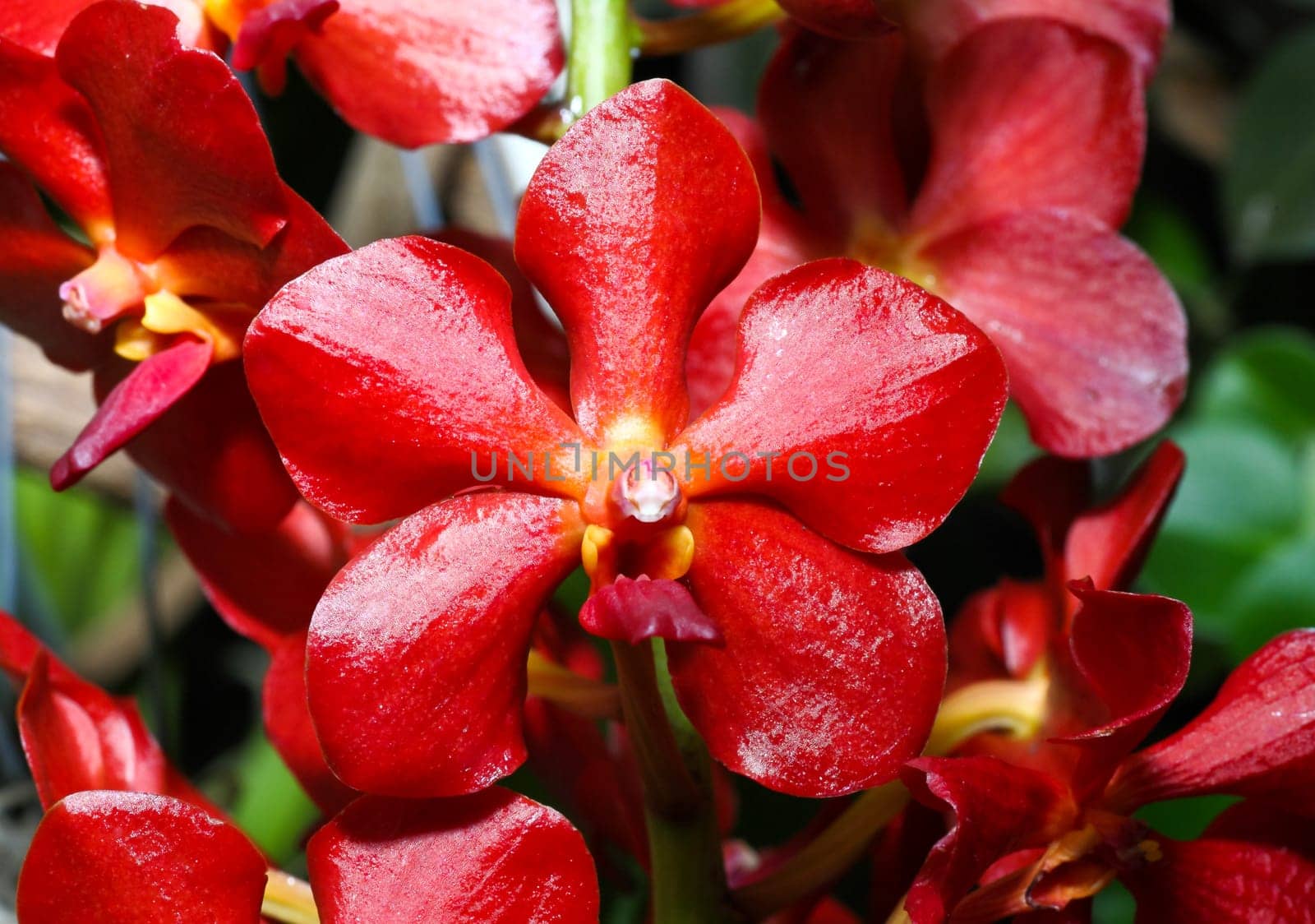An Orchard Show in a botanical garden USA