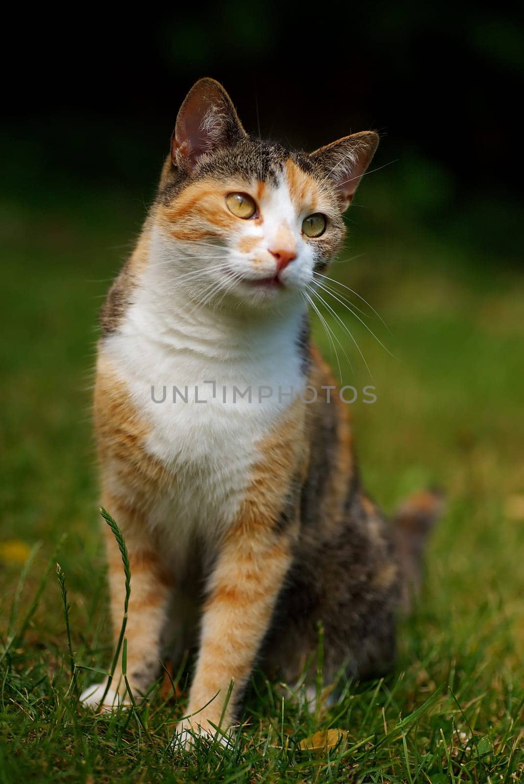 Front portrait of cat with gold eyes in grass