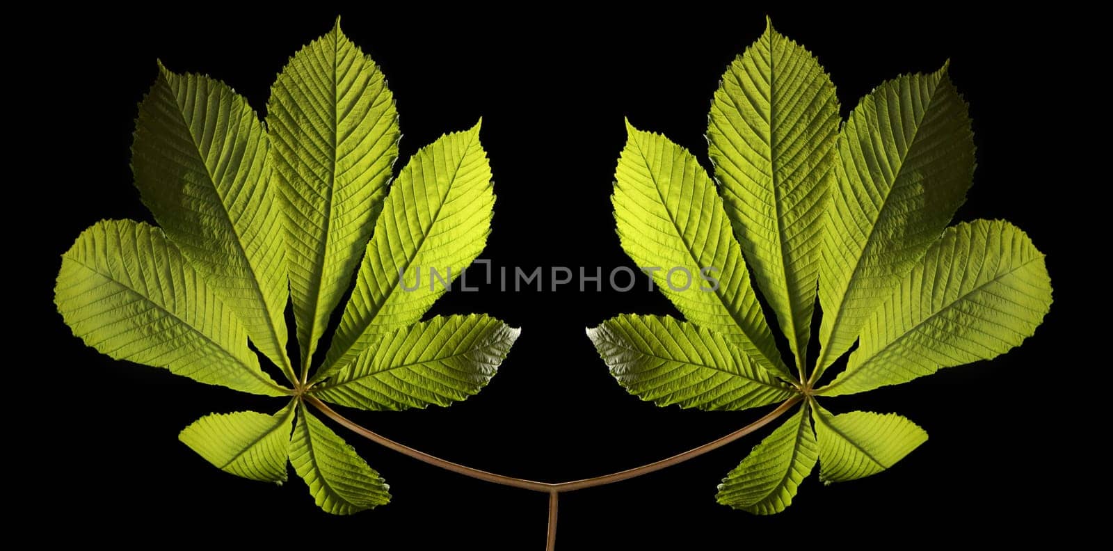 Two plants on black background