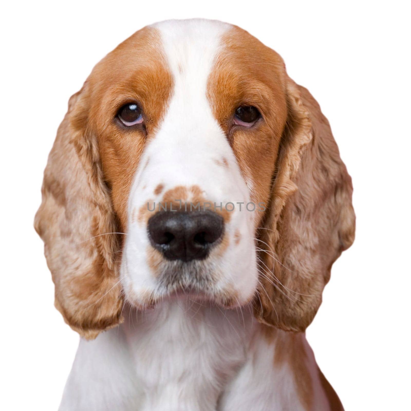 Isolated mug shot like portrait of spaniel . White copy space, selective focus on the eyes. aRGB.