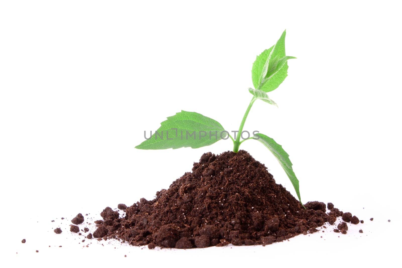 Young plant in ground over white