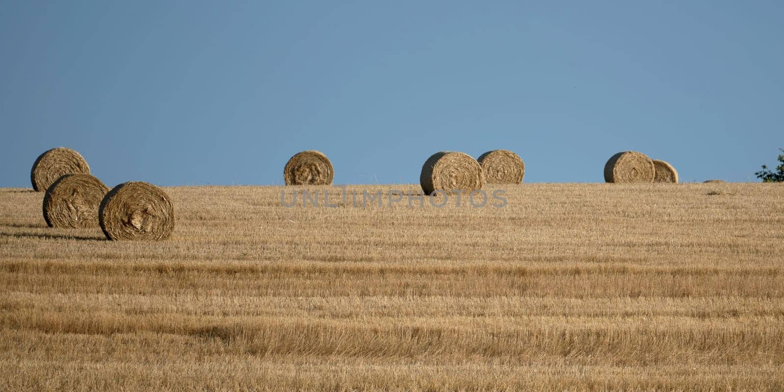 Straw bales on harvested field  with blue sky