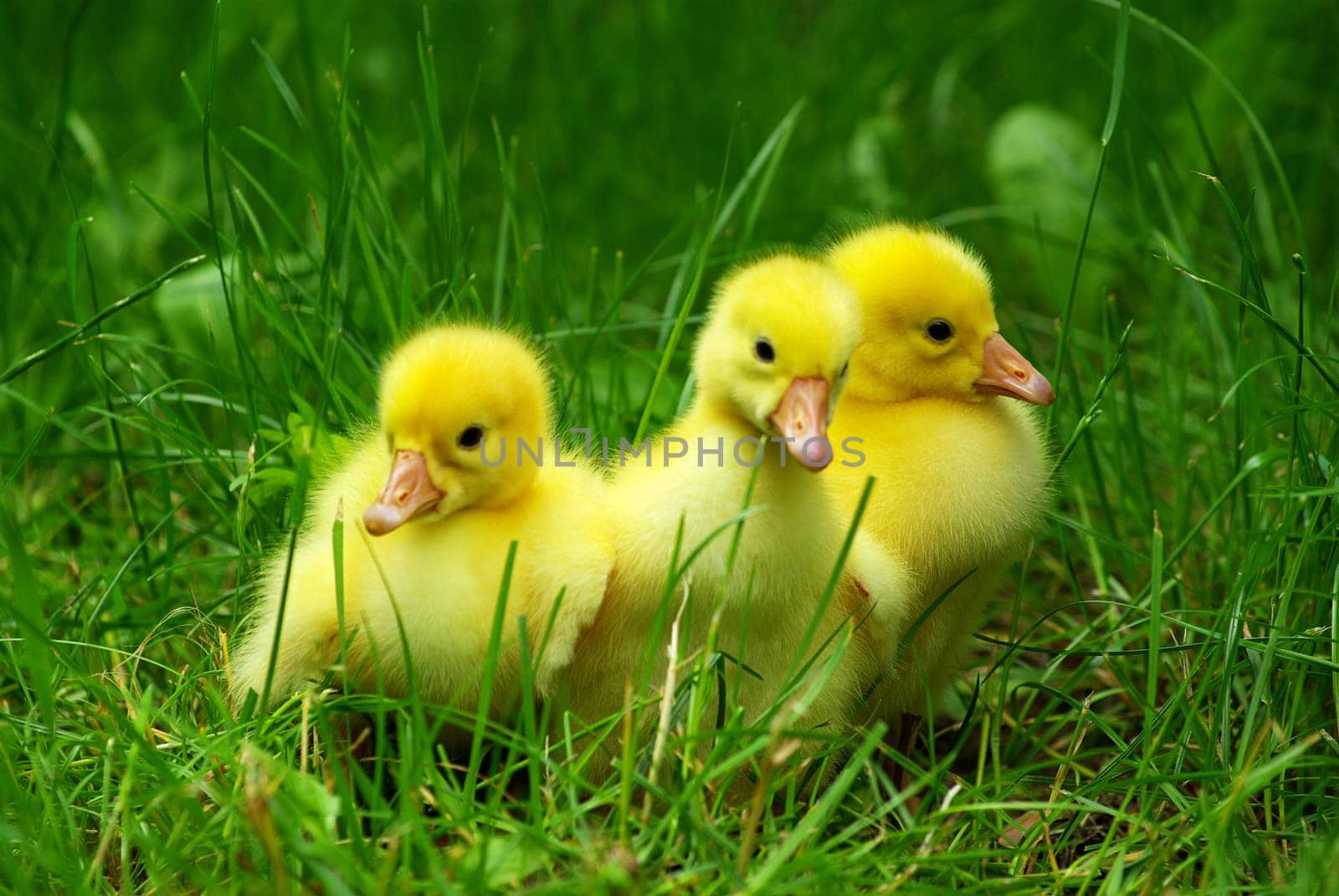 cute gosling in green grass
