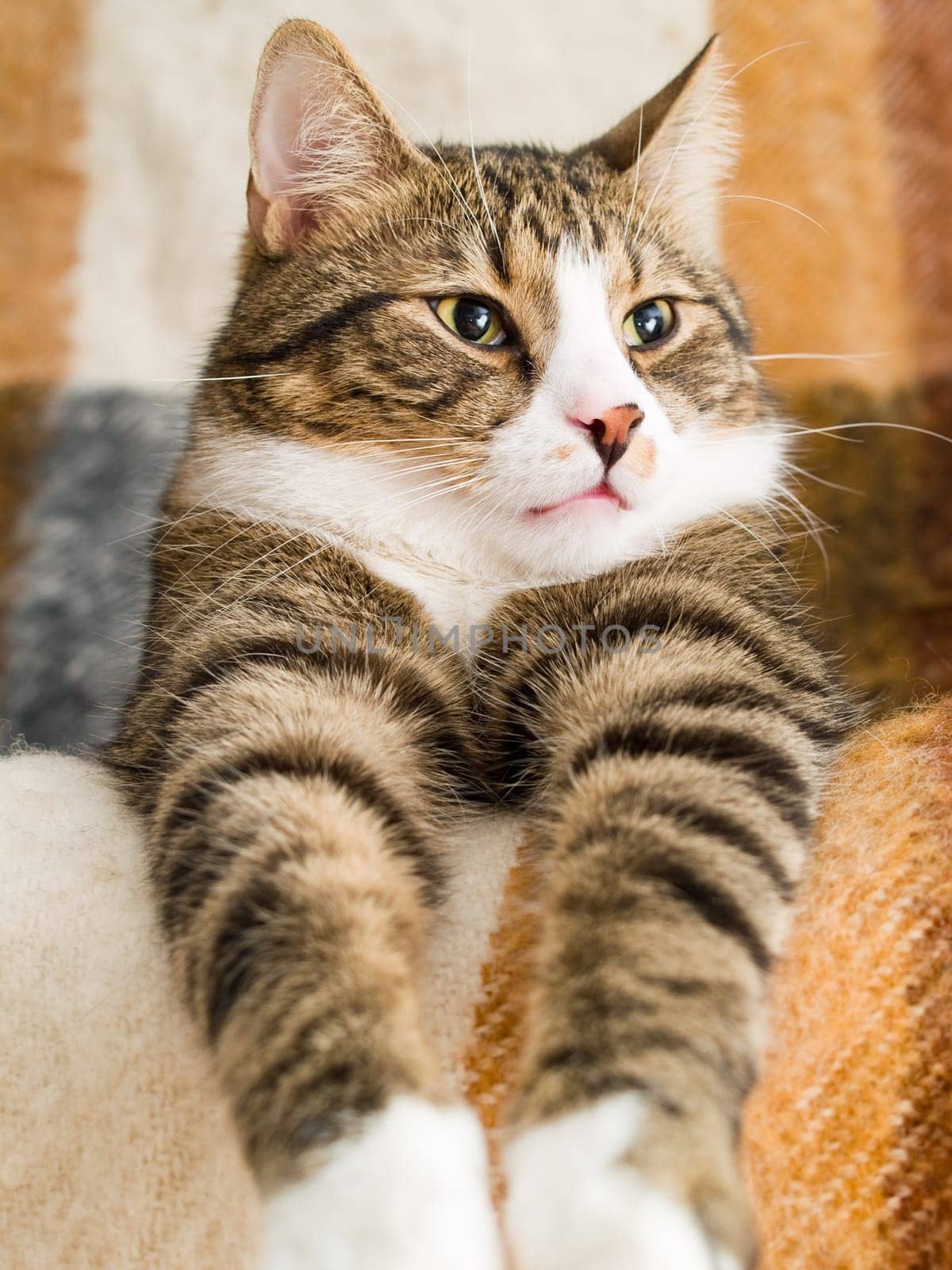 A domestic cat lying on a chair
