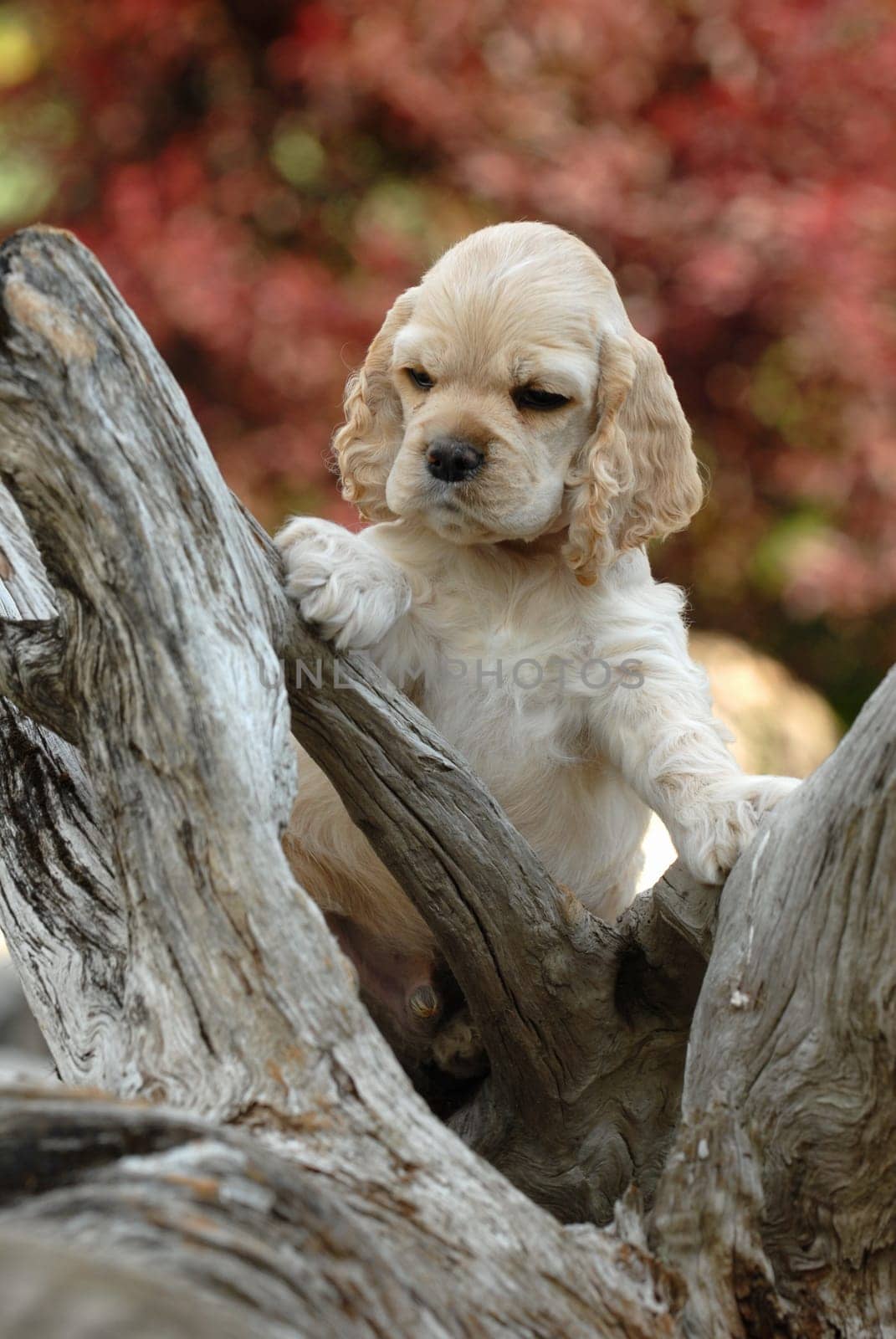 american cocker spaniel puppy standing an a piece of wood