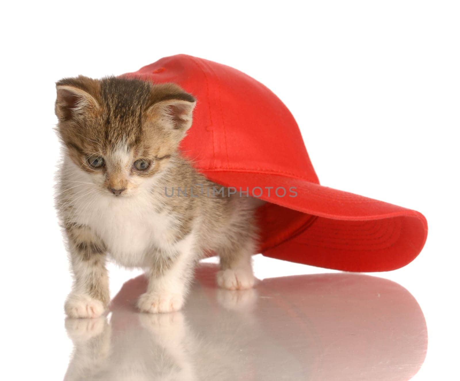 kitten playing under red baseball cap isolated on white background