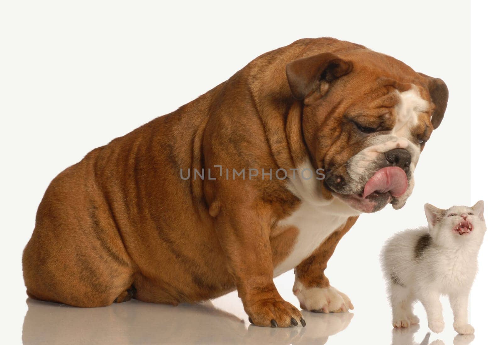 english bulldog teasing small kitten that is meowing