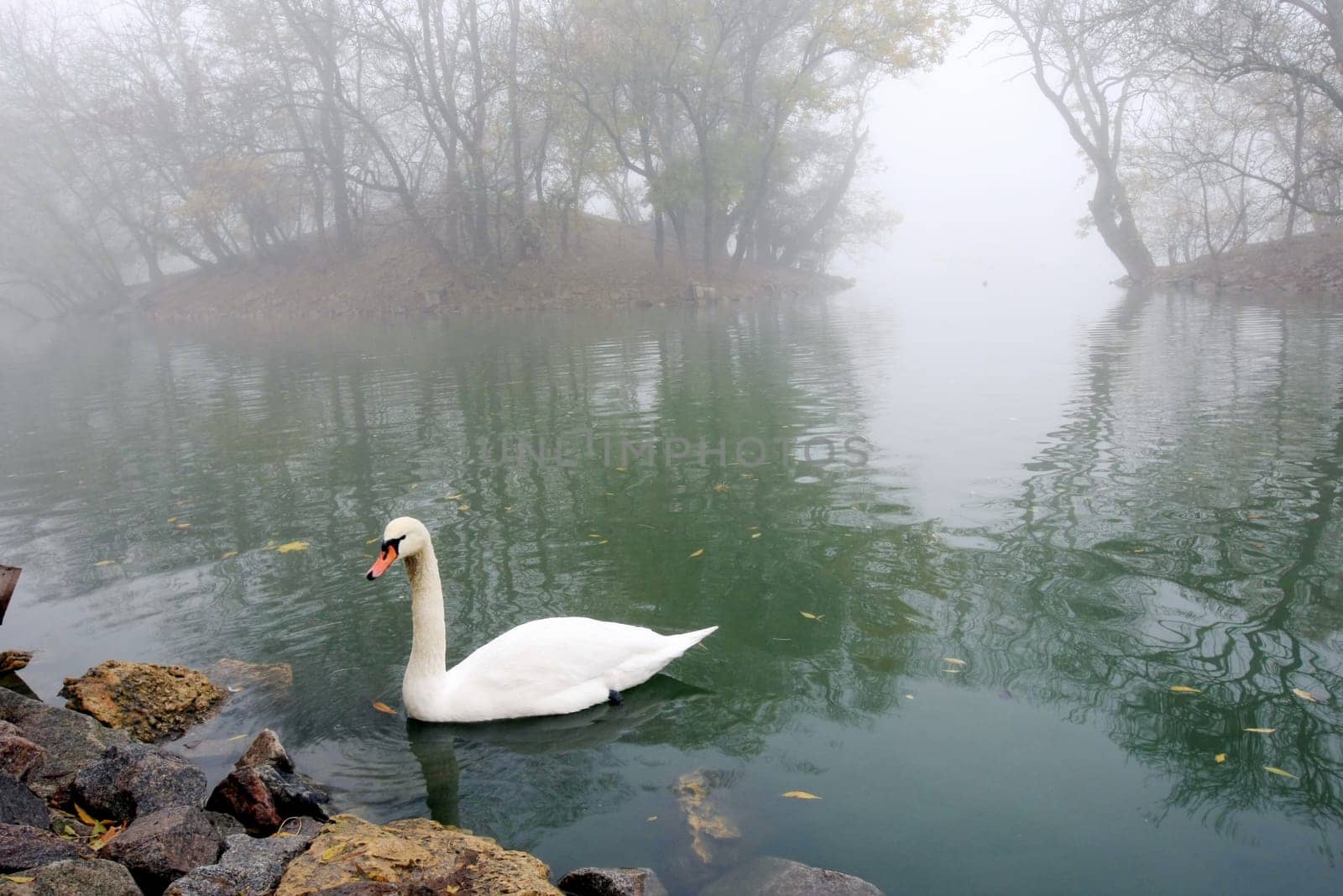 swan in to the pond