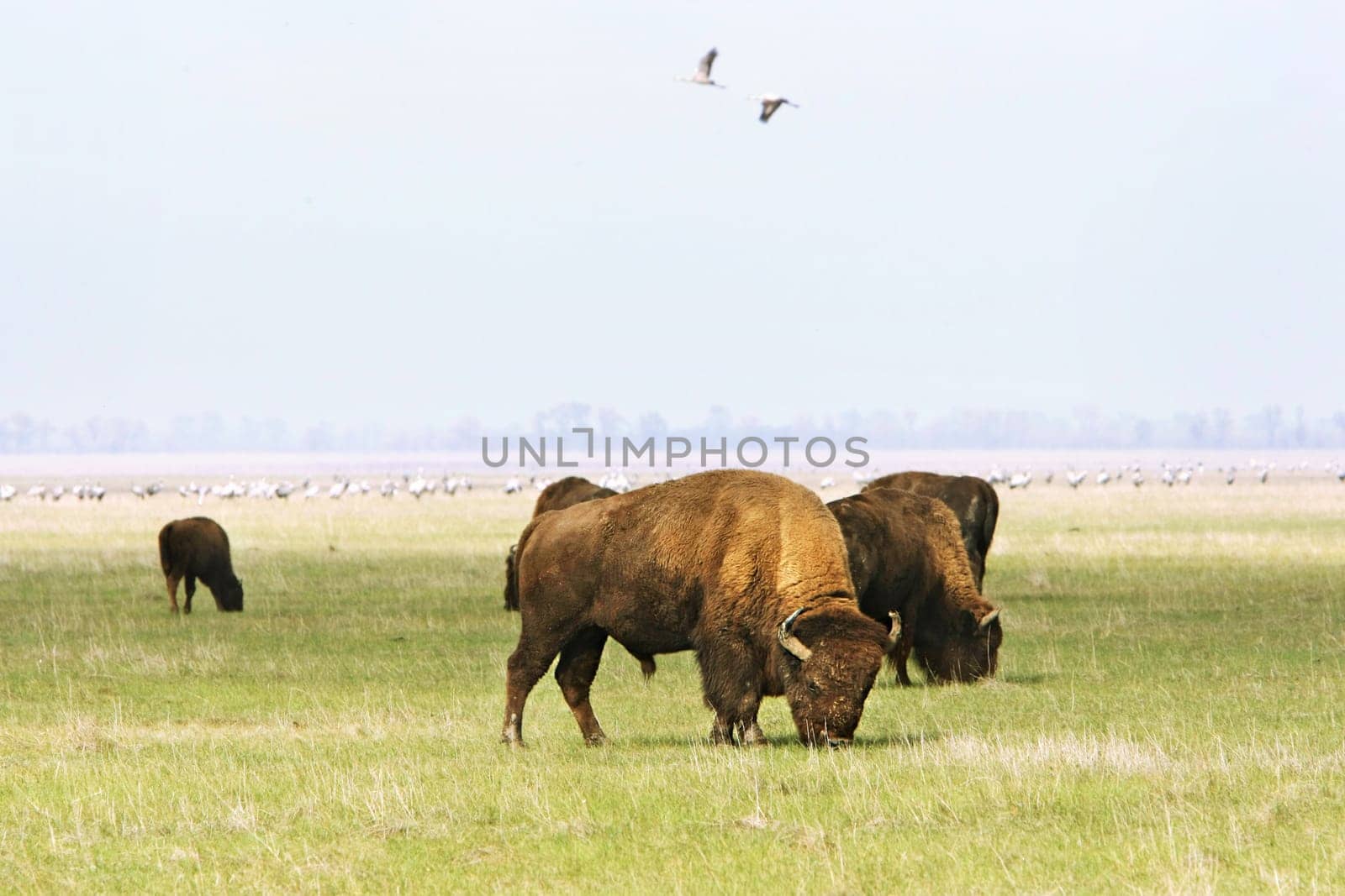 Group of wild buffalos. Askania-Nova. Ukraine