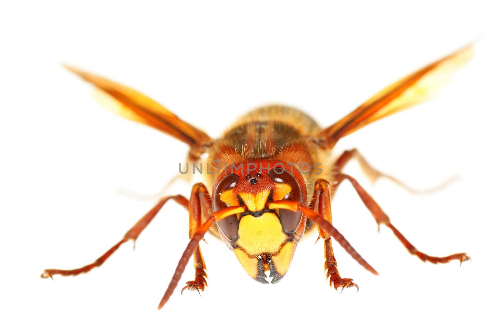 big  hornet of stand on white background