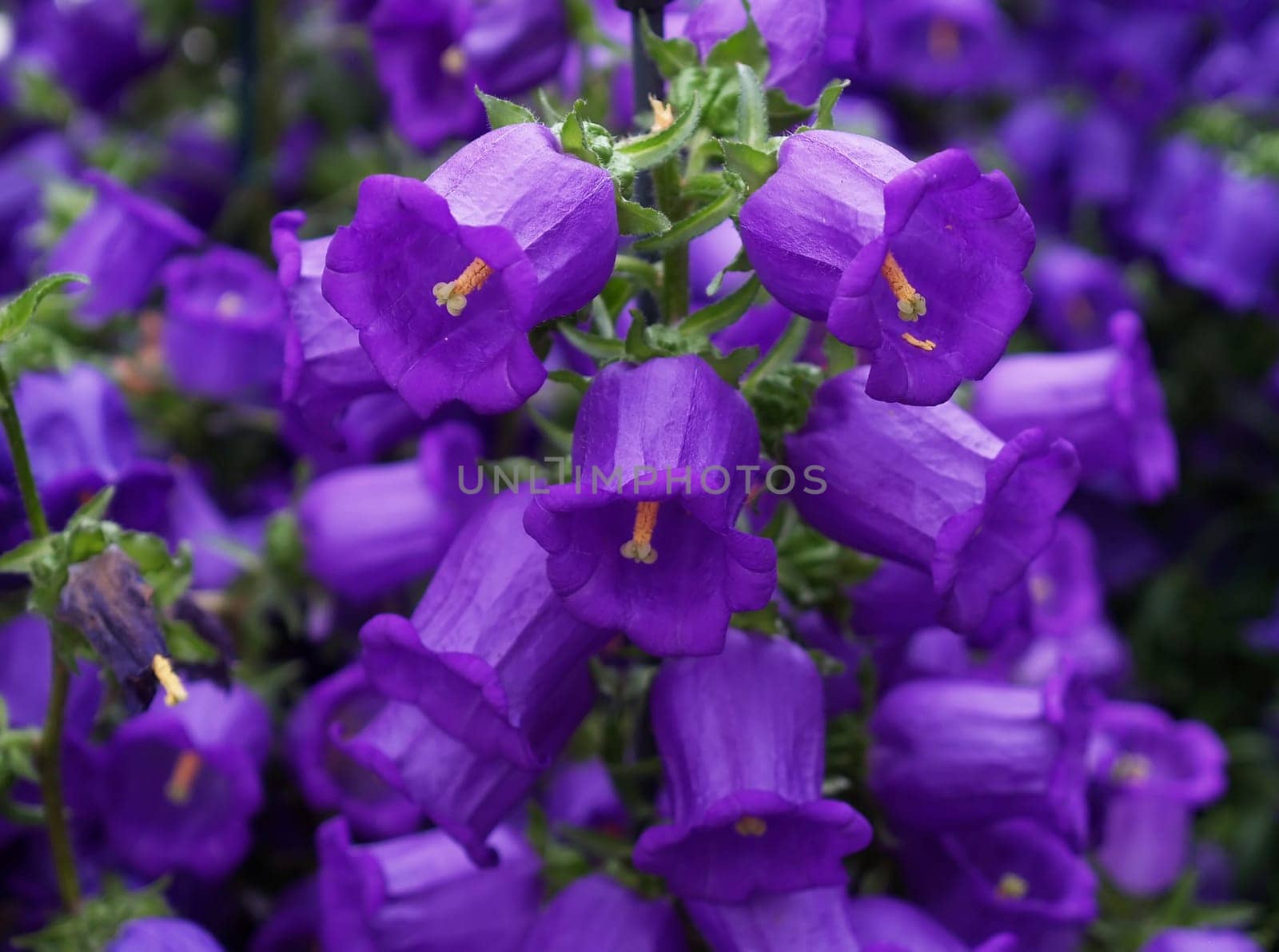 Beautiful flowers displayed in a famous botanical garden