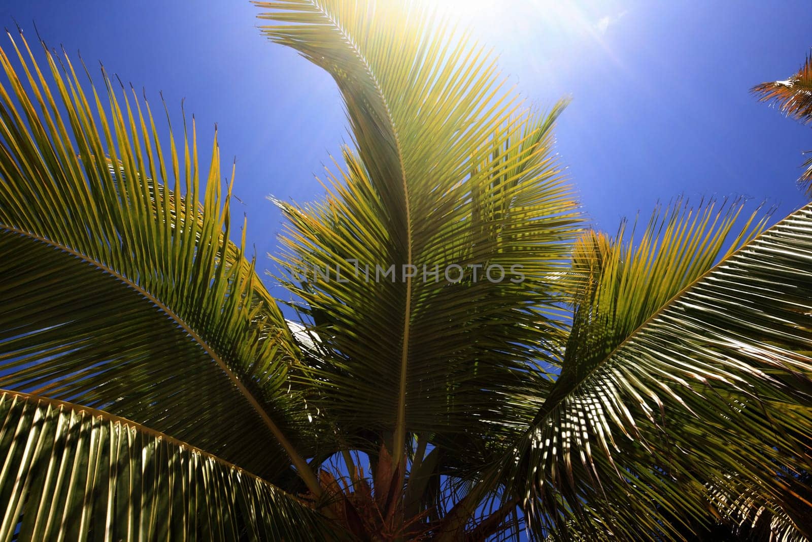 Palm tree on sunny day