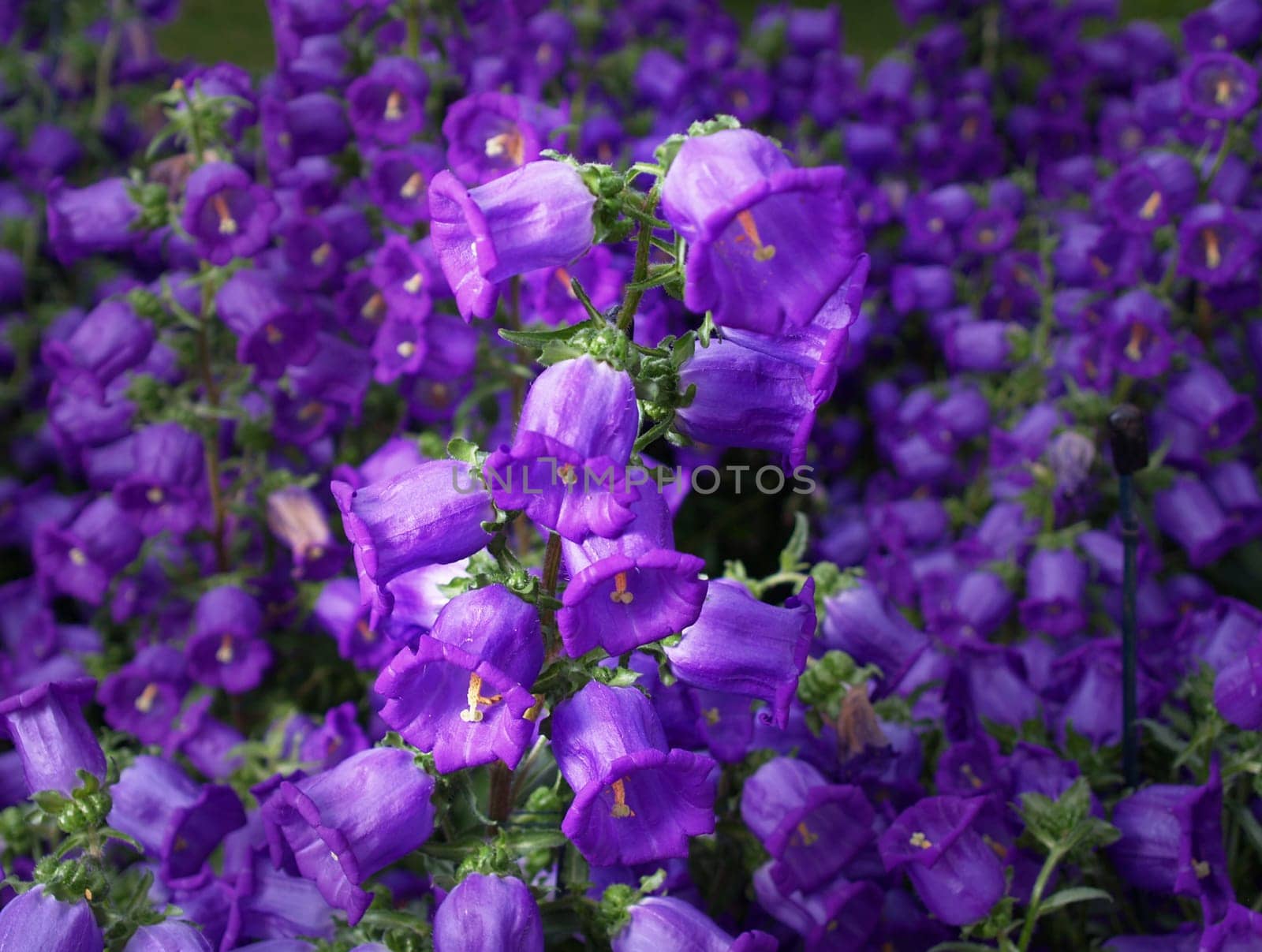 Beautiful flowers displayed in a famous botanical garden