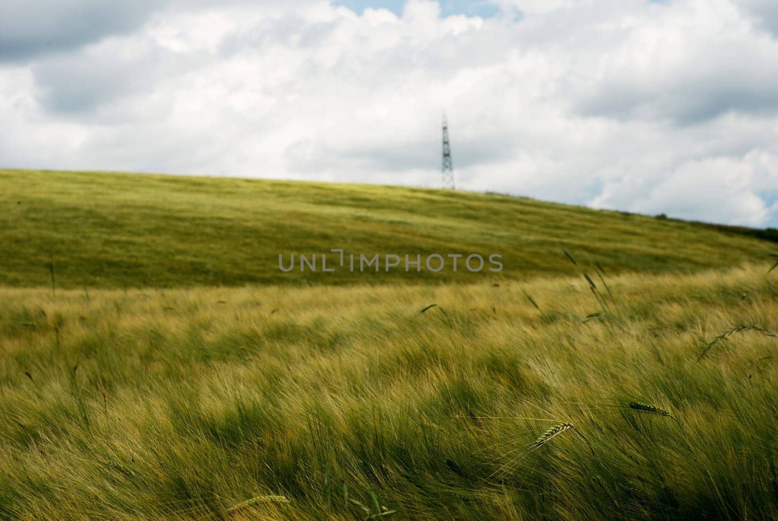 Wind over golden wheat field under threatening stormy sky
