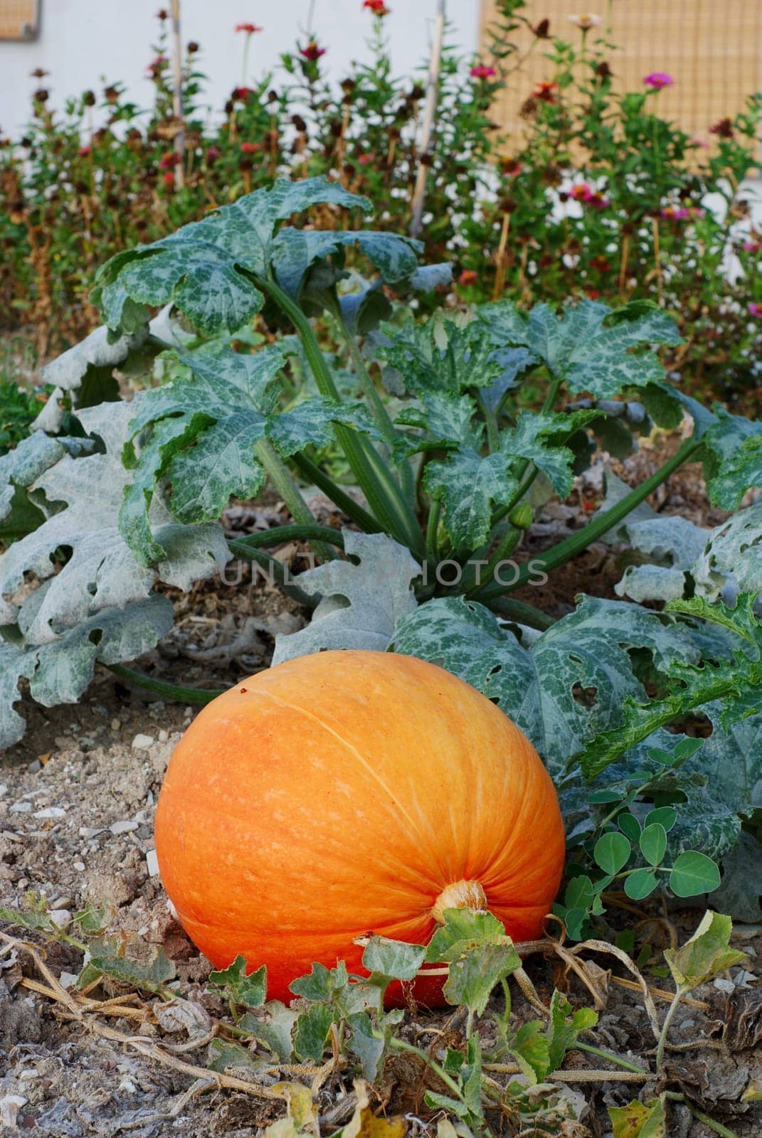 Mature pumpkin int he garden