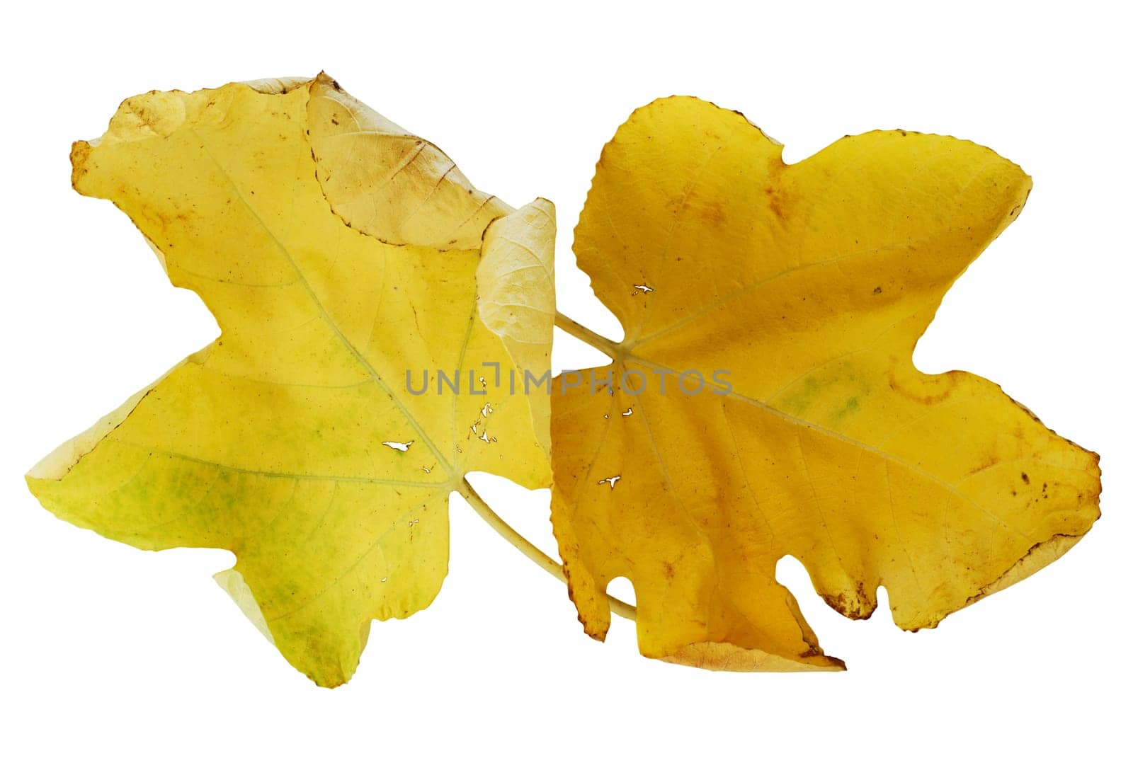Pair of yellow autumn fig leaves over white background