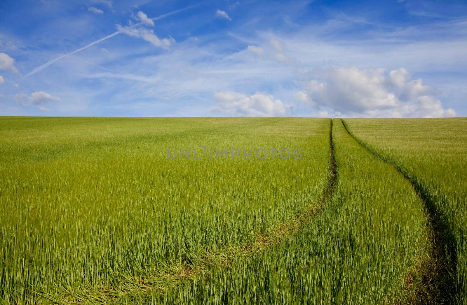 A path leads through a green field full of barley and over the horizon into a blue sky
