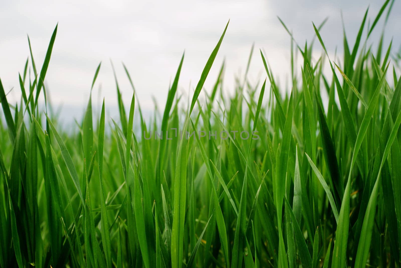 Green grass stems under dark cloudy sky