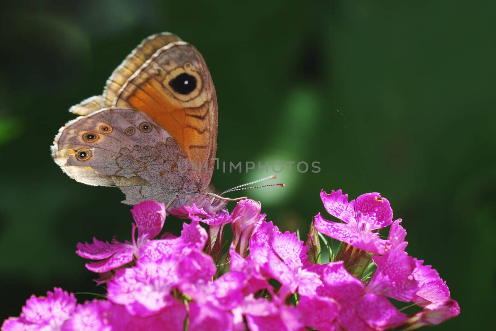 Beautiful butterfly on bright pink sweet williams flowers
