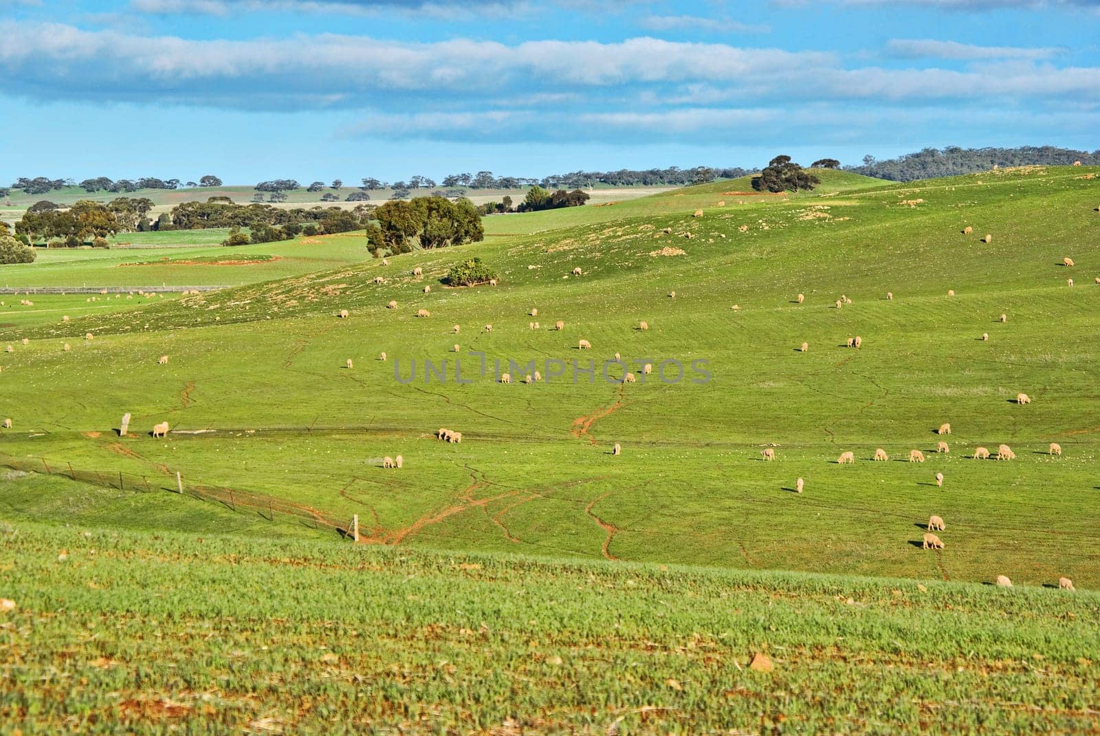 great image of sheep in the field