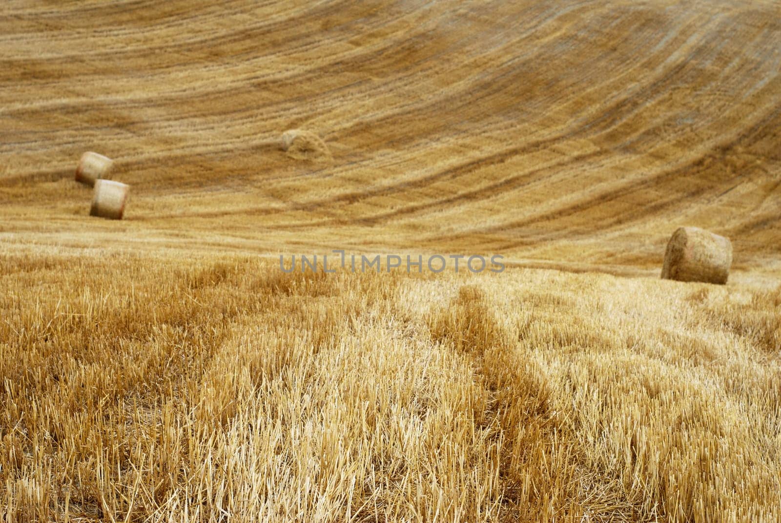 Field with straw bales