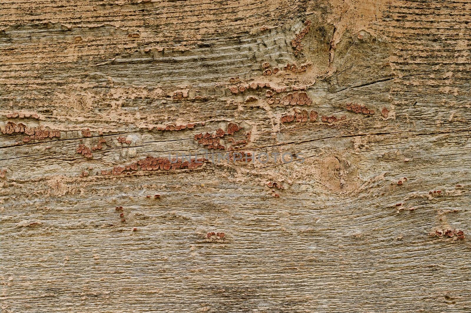 great background texture of old grungy wood