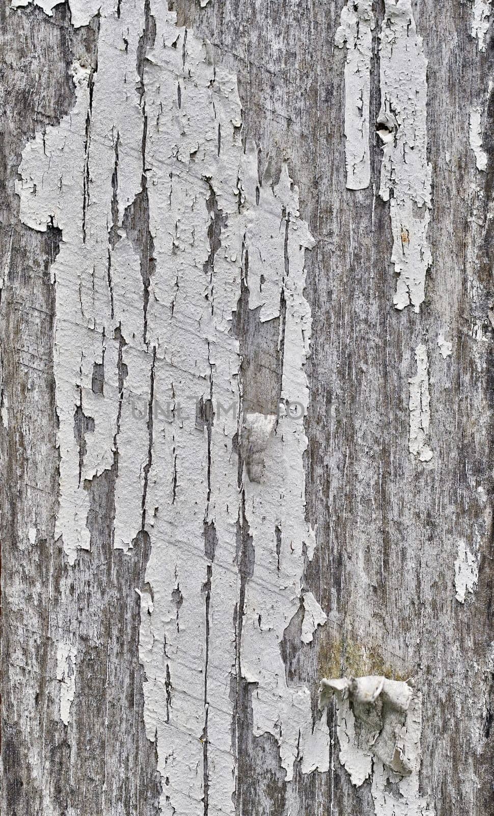 great background texture of old grungy wood