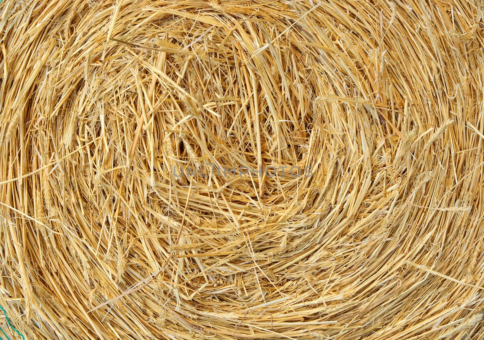 a big round bale of  straw for stock feed