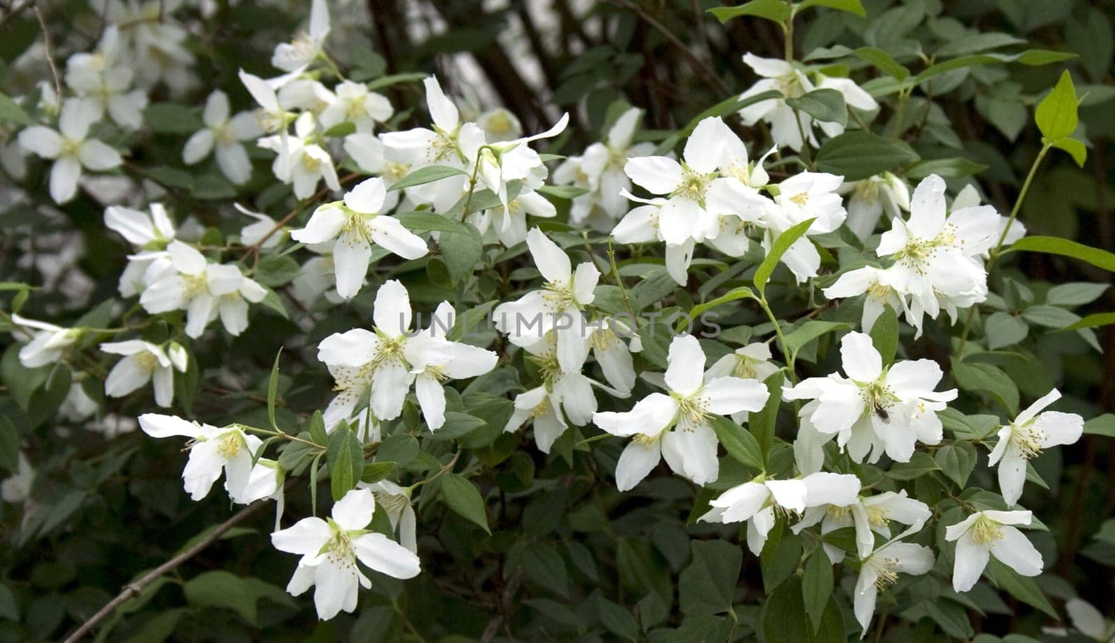 Flowers of jasmin