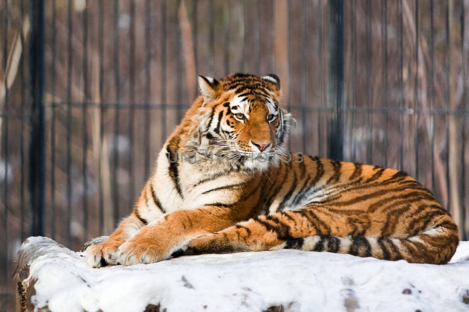 Siberian Tiger in a Zoo. Staring at visitors