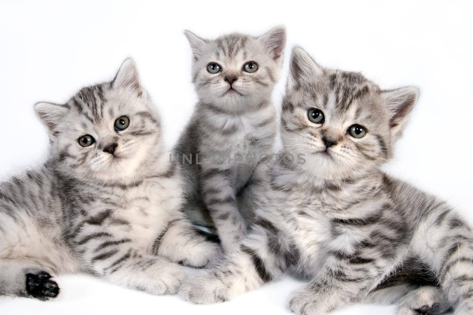 British Shorthair kittens sitting on a white background in a studio.