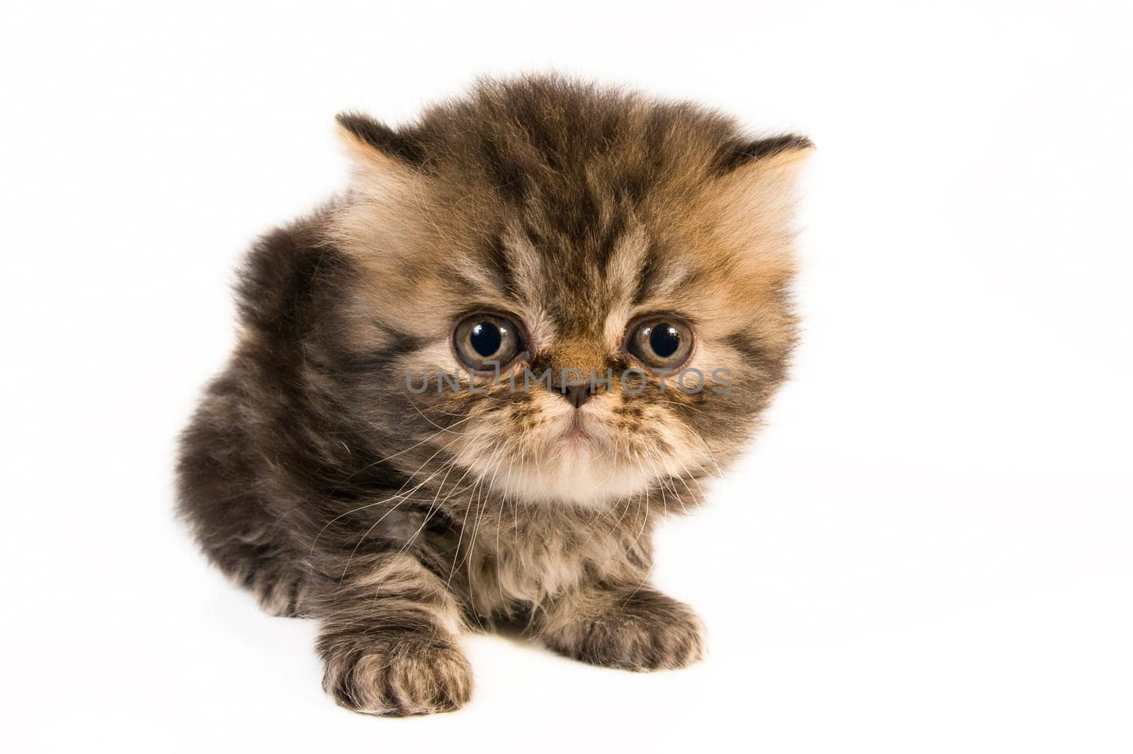 Cute little persian kitten on white background.