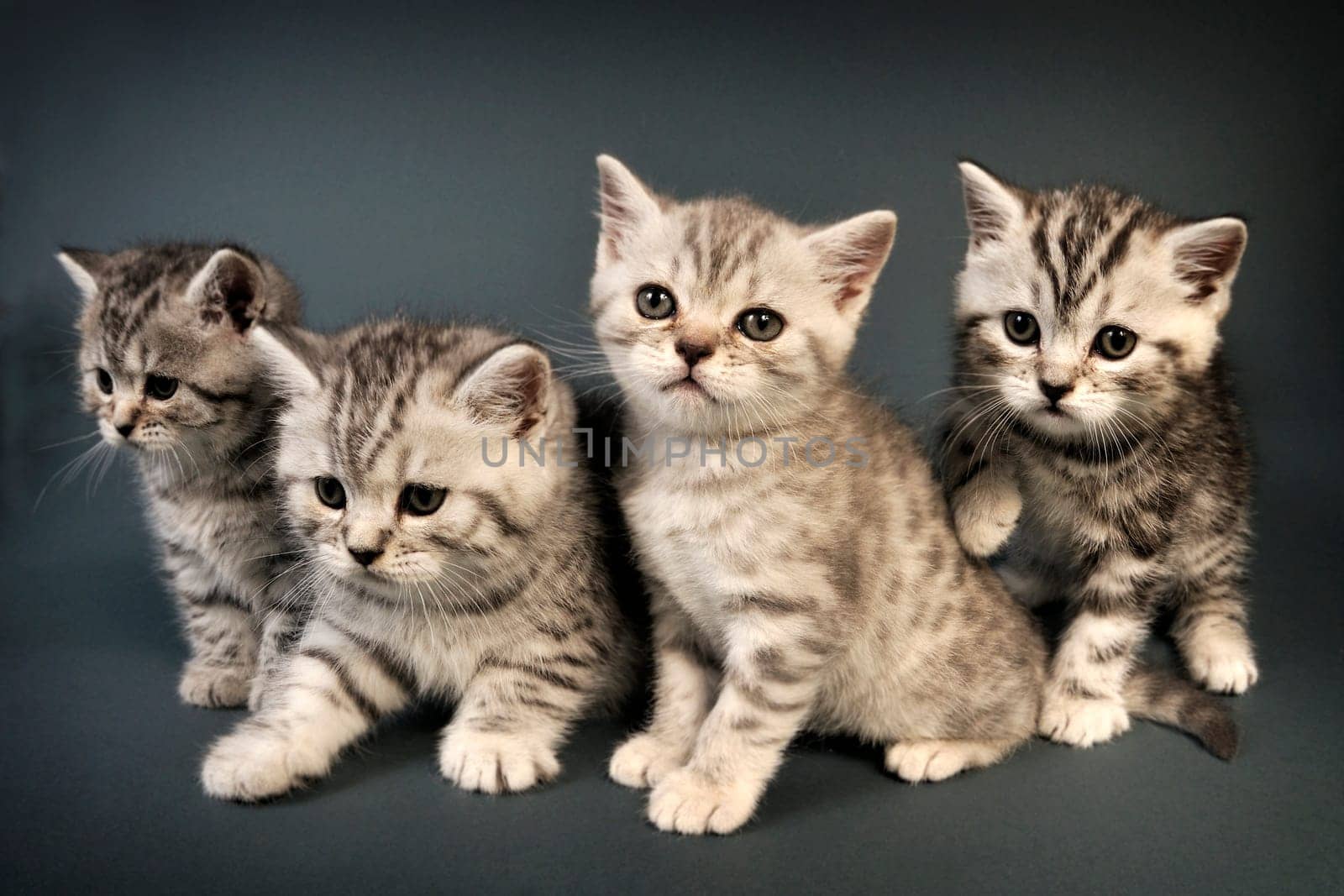 British Shorthair kittens sitting on a gray background in a studio.