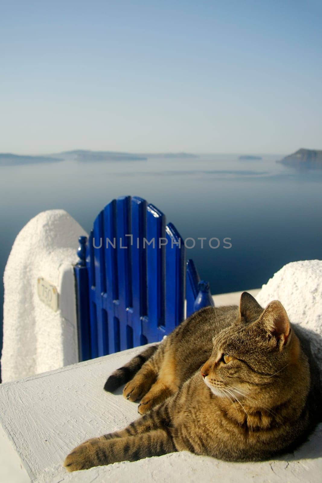 Cat sunbathing over a white wall with a blue gate in Santorini, Greece.
