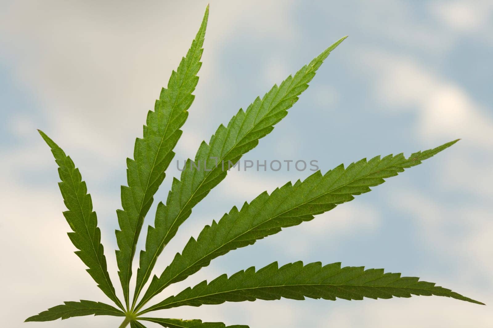 Sheet of a hemp on a background of the blue sky with clouds.