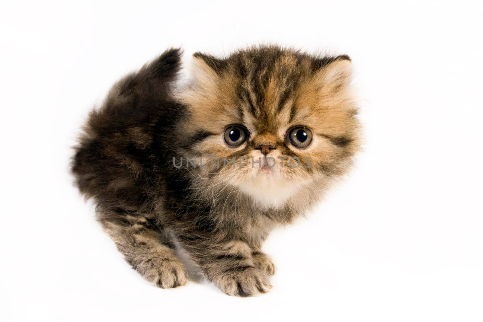 Cute little persian kitten on white background.
