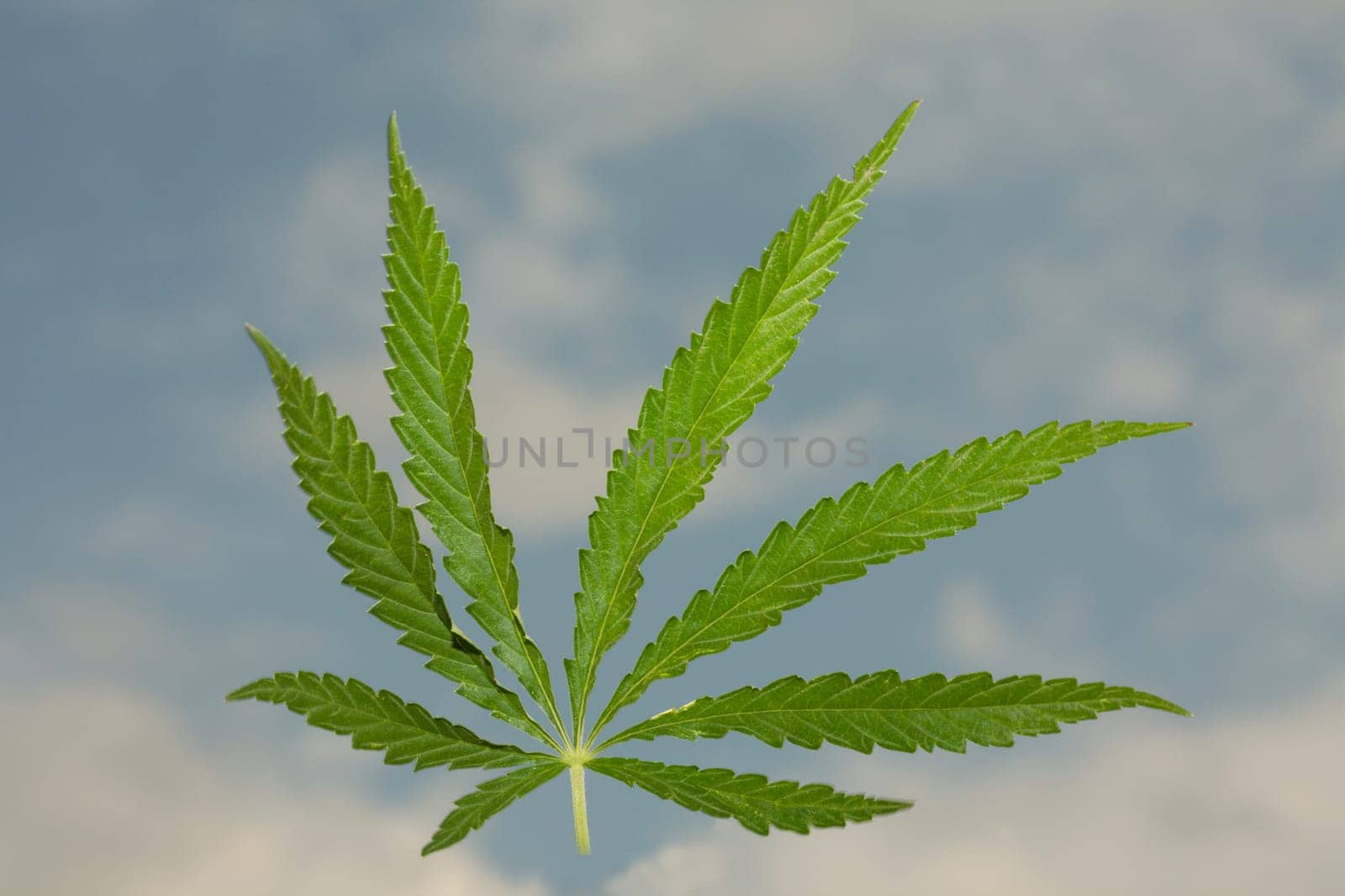 Sheet of a hemp on a background of the blue sky with clouds.