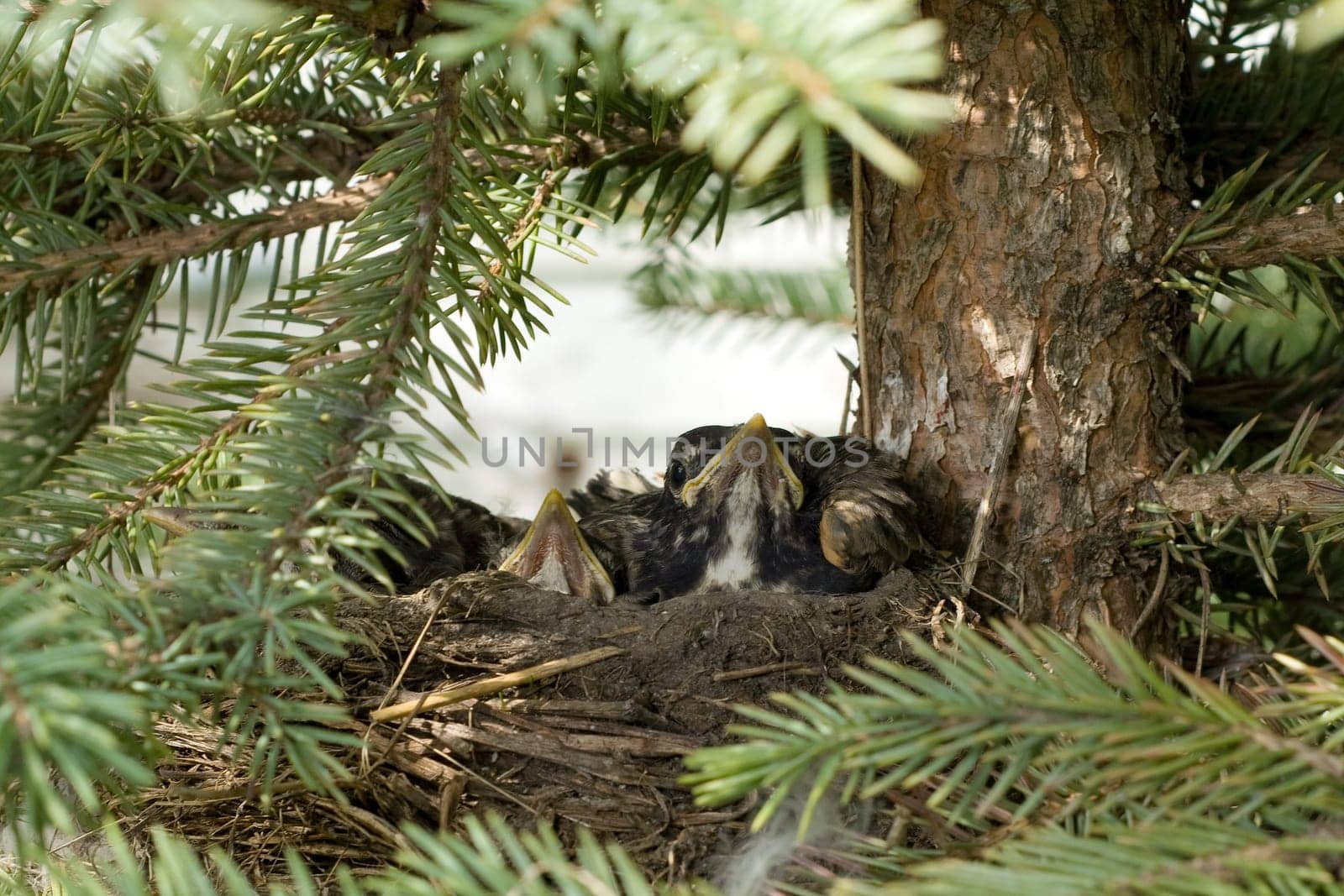 A bird nest with baby robins waiting for food