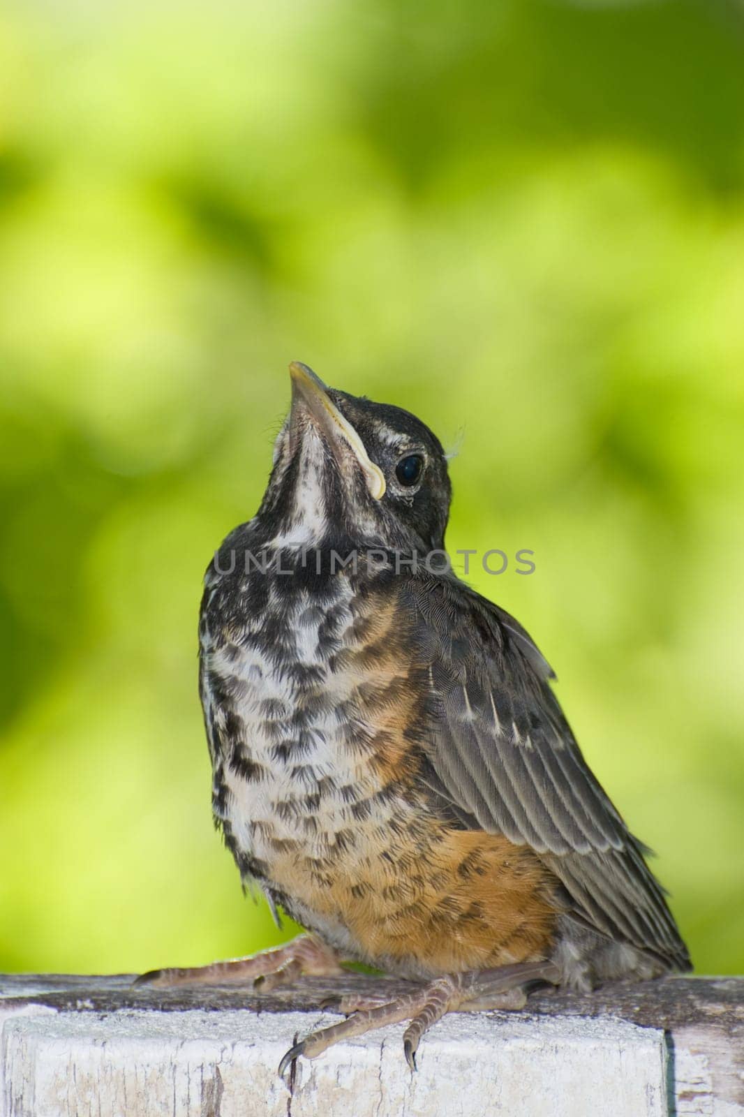 A juvenile robin sitting on a fence outside