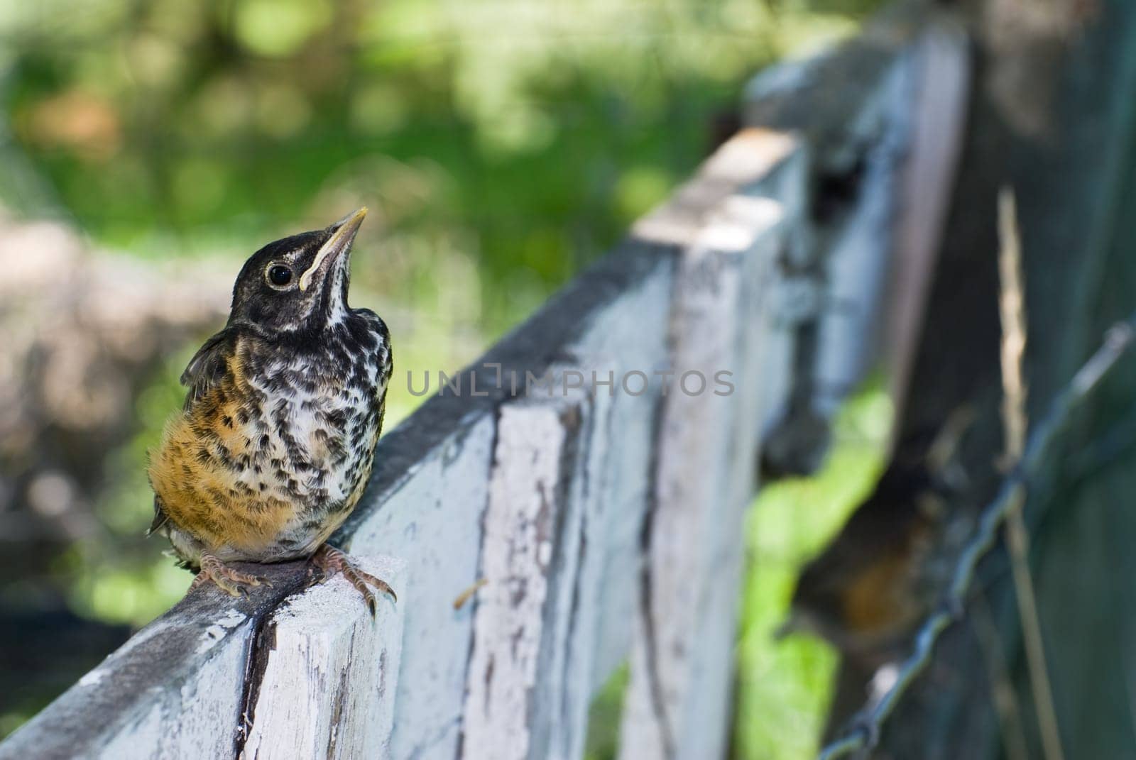 A juvenile robin sitting on a fence outside