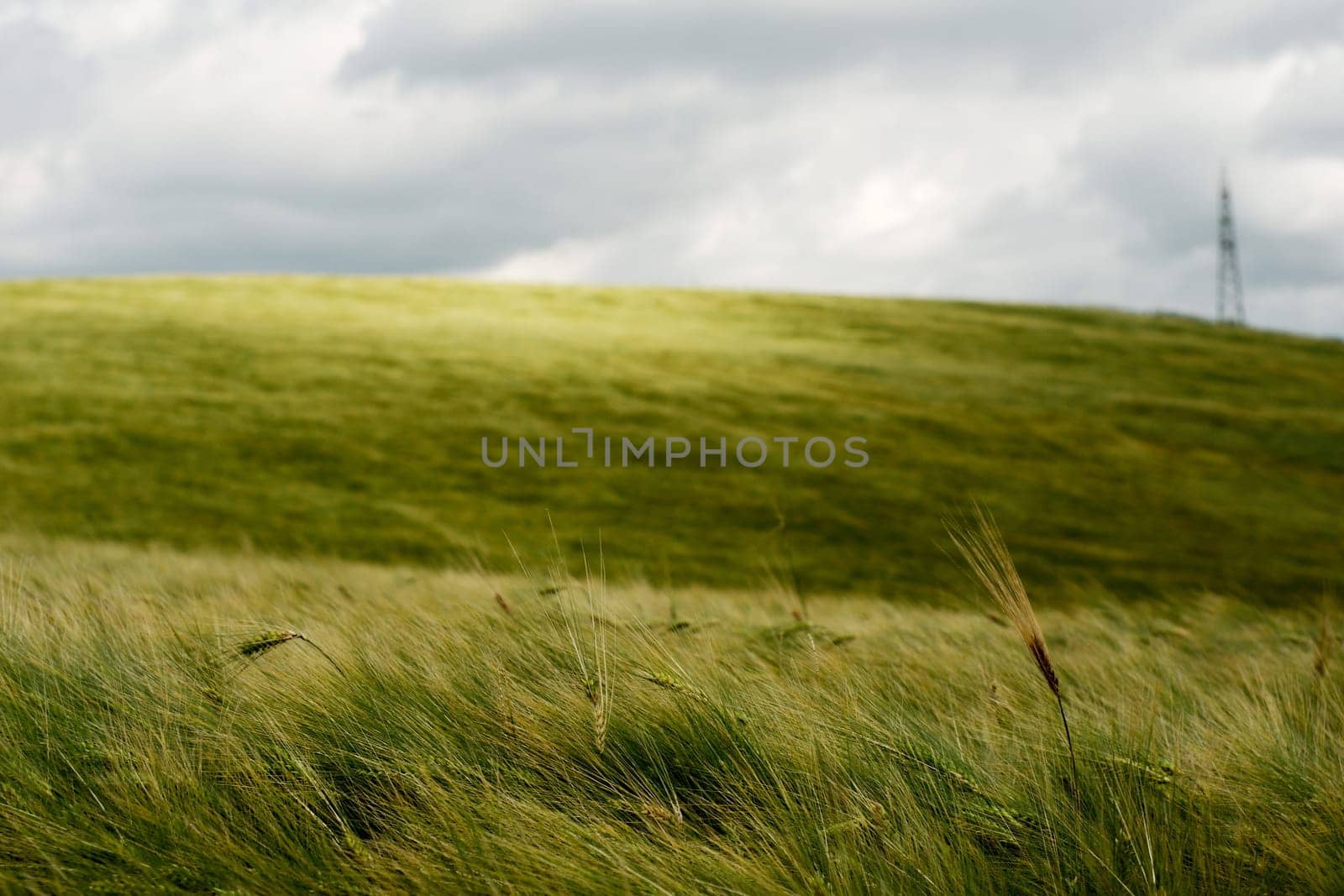 Wind over golden wheat field under threatening stormy sky