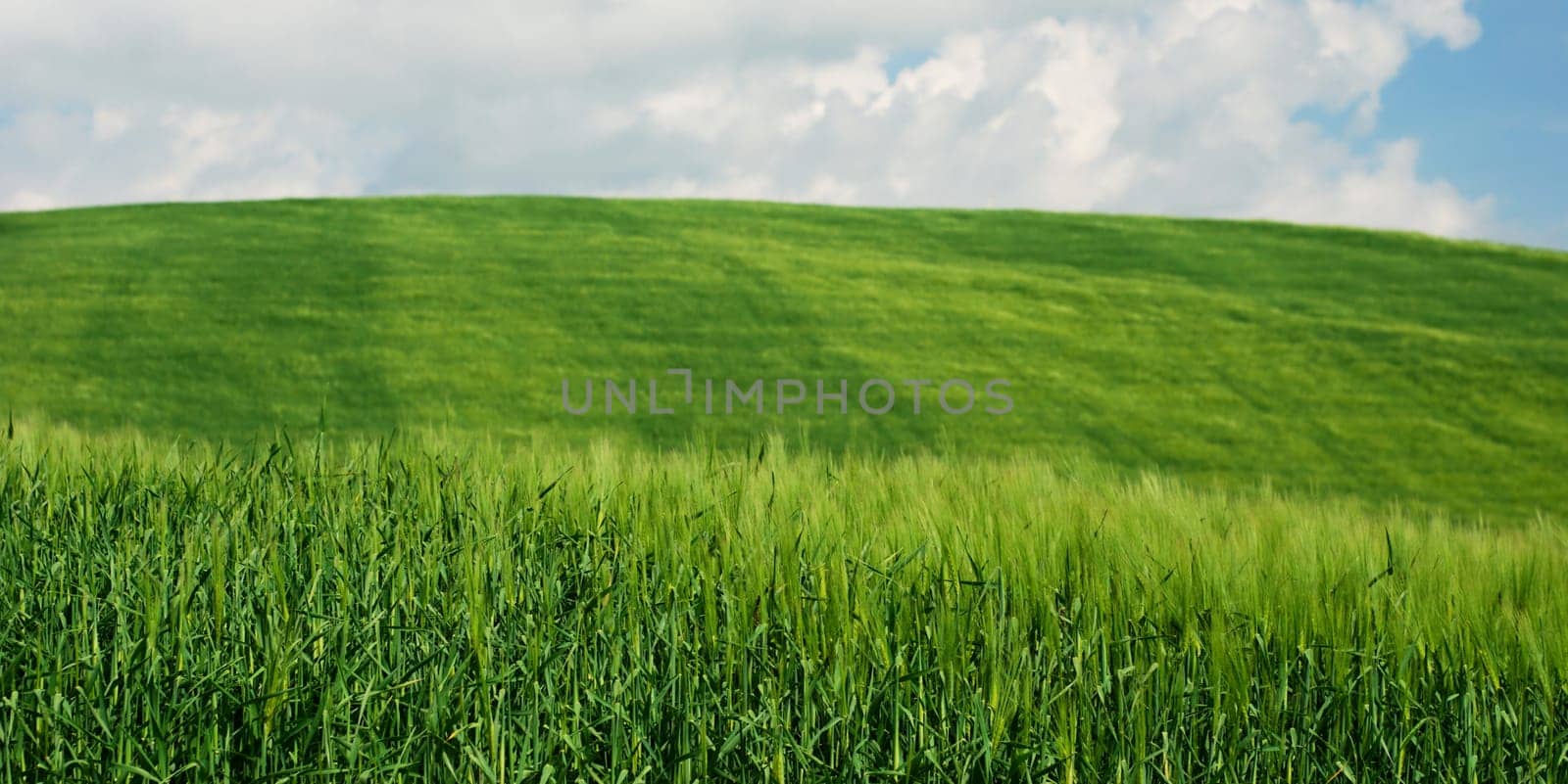 Fresh green wheat fields and blue sky