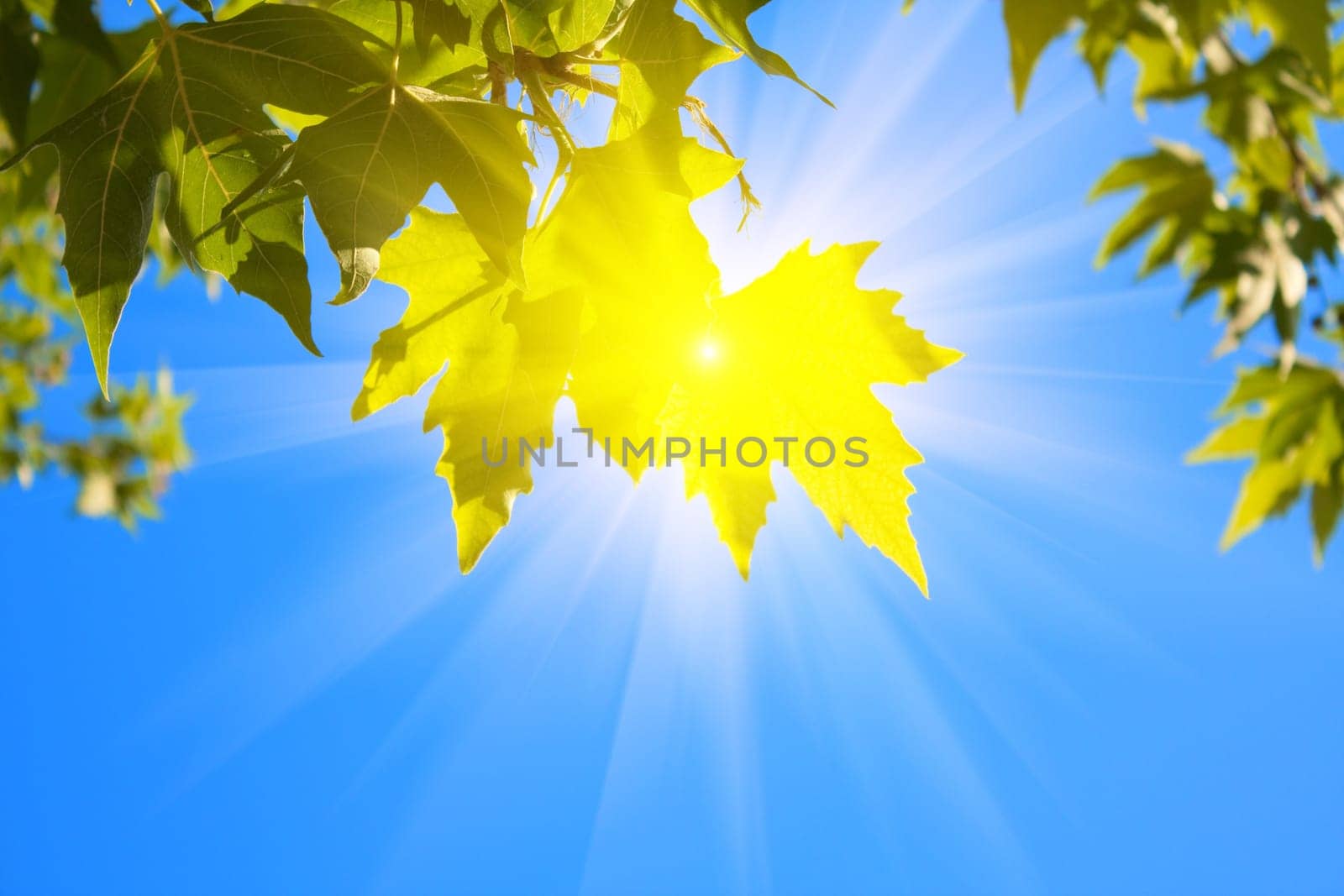 green leaves and sun  on sky background